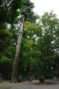 IMGP1304_xga_v.jpg