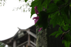 IMGP1415_xga.jpg