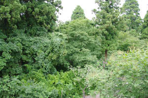 IMGP1473_xga.jpg
