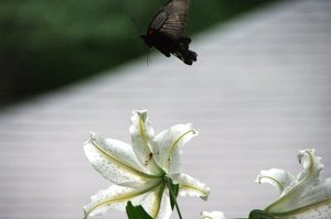 IMGP1623-xga-md.jpg