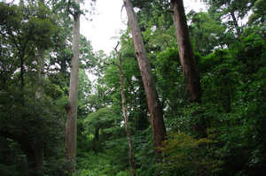 IMGP1659_xga.jpg