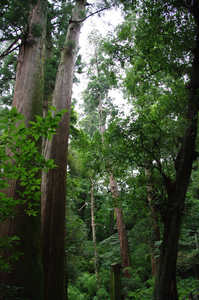 IMGP1674_xga_v.jpg