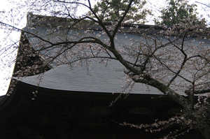 IMGP7451_xga.jpg